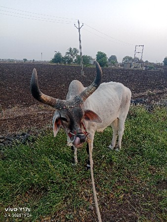 ગઢડા વેચવાનો છે