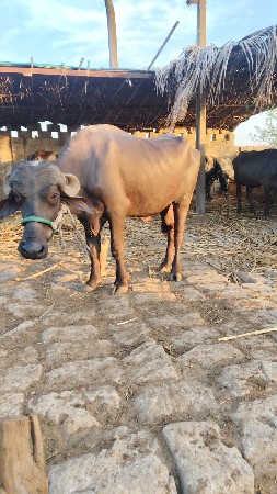 2 ખડાય વેચવાની છે