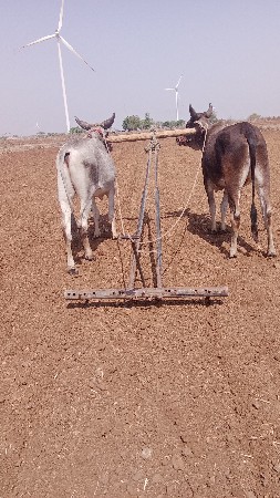 ચાર  ચાર  દાતે