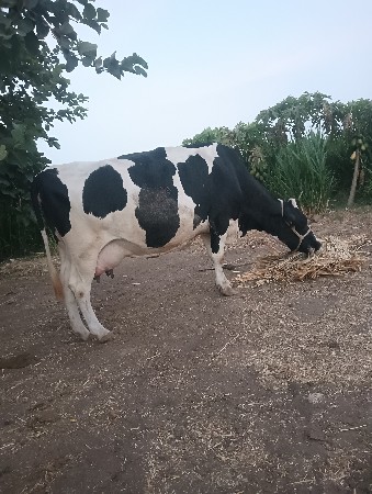 ગાય વેચવાની છે
