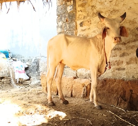 કાંકરેજ વાછડી શ્રેવત કપીલા