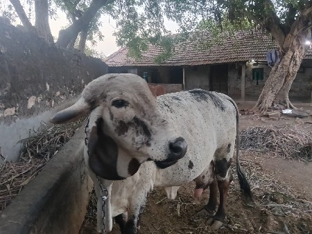 લીલડી ગાય