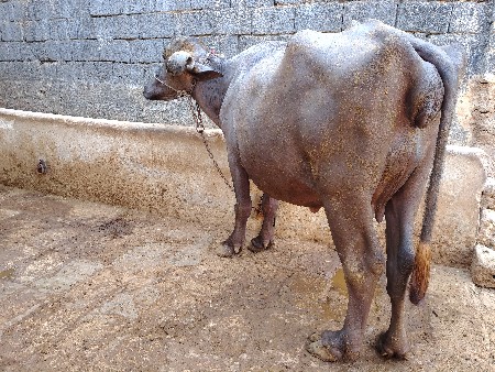ભેંસ વેસ વા ની સે