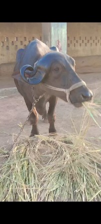 ભેંસવેચવાની છે બધી જવાબદારી