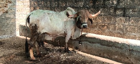 ઓરીજન ગીર ગાય વેસવા છે