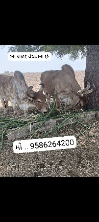 બળદ વેચવાના છે