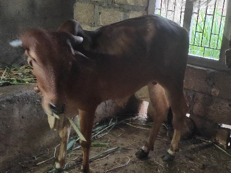 હોળકી વેચવાની છે