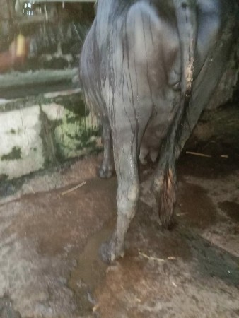 આ ભેશ વેચવાની સે