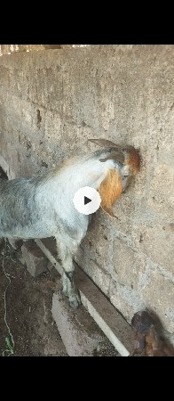 વેચવા ના છે  ચાર બકરા છે