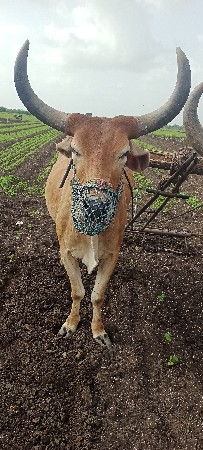 બળદ વેચવાના છે