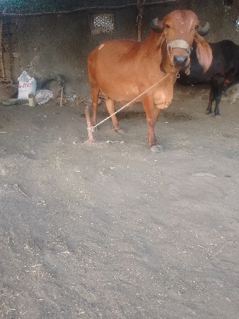 ગાયવેશવાનીછે