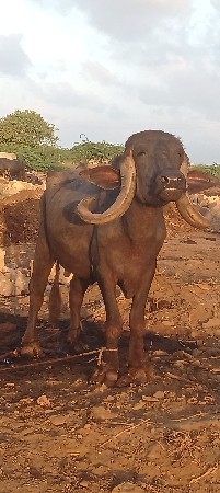 ભેંસ વેચવાની છે બીજું વેતન