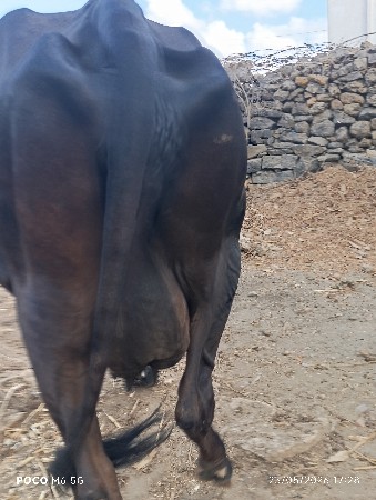 ગાય વેચવાની છે