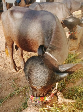 બે પાડા વેચવાના છે