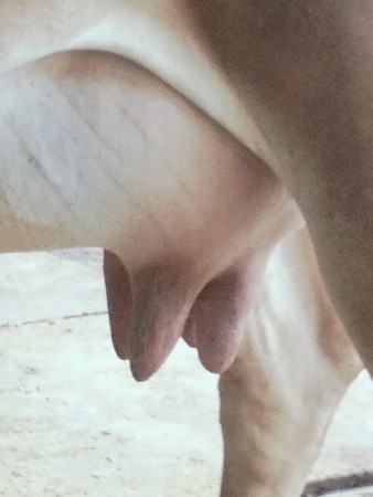 દેસીવોળકીવેશવાનીસે