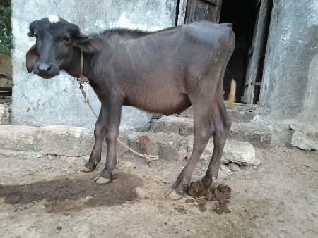 પાડો વેચવાનો છે