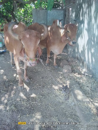 ખણેલી બણદ બેય વેચવાનું છે
