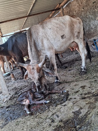 જર્સી ગાય વેચવાની છે