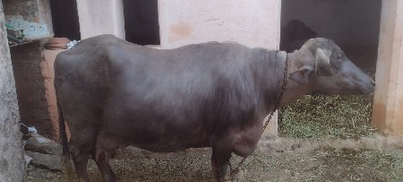 ભેંસ વેચવાની છે ભેંસ વેચવાની છે