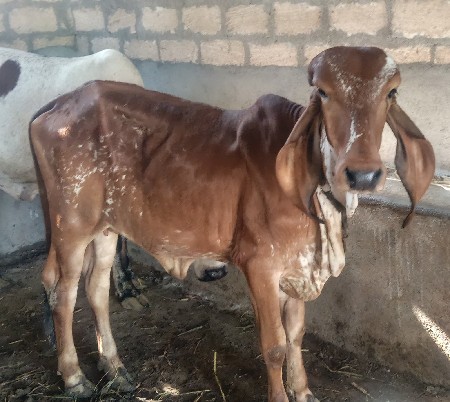 રાઘવ બુલ ની વાછડી વેચવા ની છે