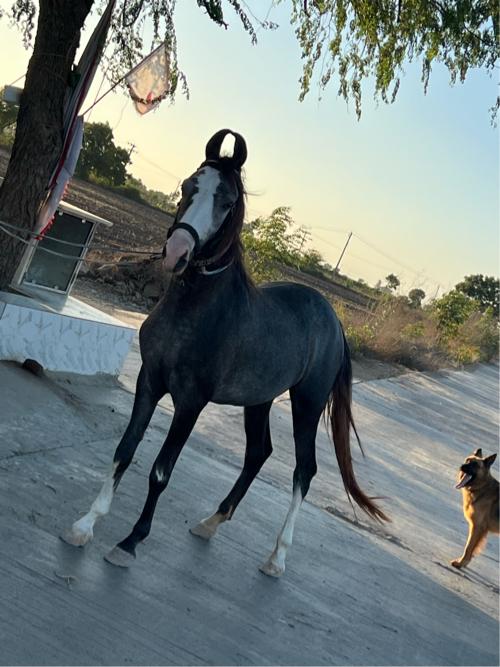 વસેરી છે