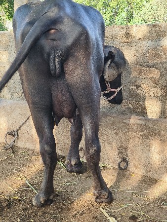 ઓરિજિનલ જાફરાબાદી ખડેલી