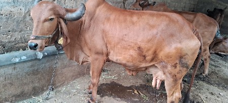 આ ઓળખ્યો ને ગાયો વેચવાની છે