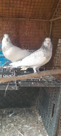 વેચવાના છે