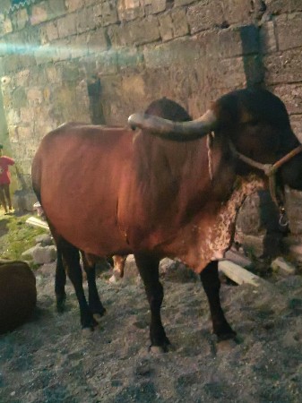 ગાય વેચવાની છે