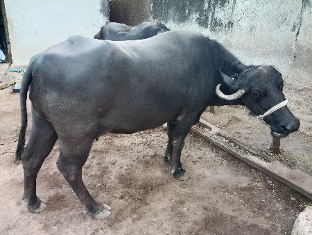 ભેંસ વેચવાની છે