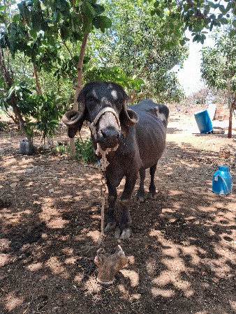 ખળેલી વેચવાની છે