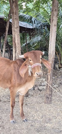 gir vashdi sonkapila