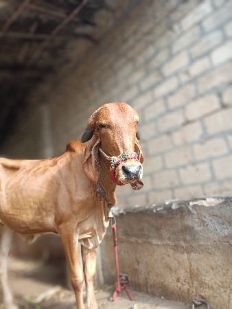 ઓરીજીનલ ઞીર ની હોડકી