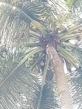 કાચા નાળિયેર