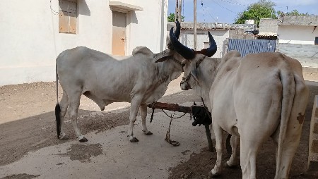બળદ