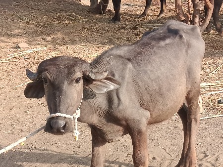 પાડી વેચવાની છે