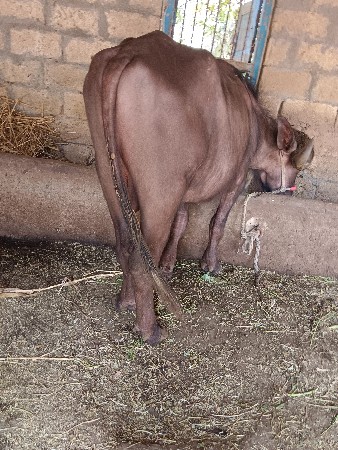 પાડો વેચવાનો છે