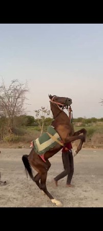 વશેરો ઘોડો તાત્કાલિક વેચવાનો