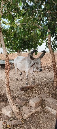 પાંચ વાવણી વાવેલ