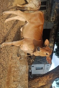 વાછડી વેચવાની છે