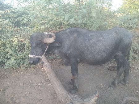 વેચવાની  છે