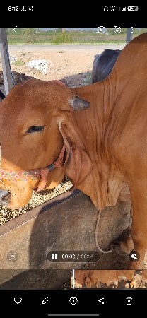 ગાય વેચવાની છે