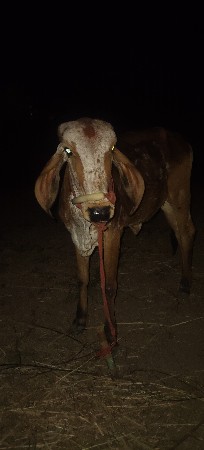 વાછરડી