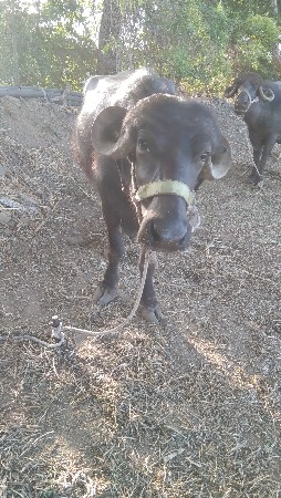 ભેસ વેચવાની છે