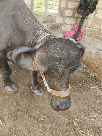 પહેલું વેતર વ્યાલ