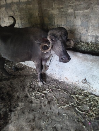 આ બેય