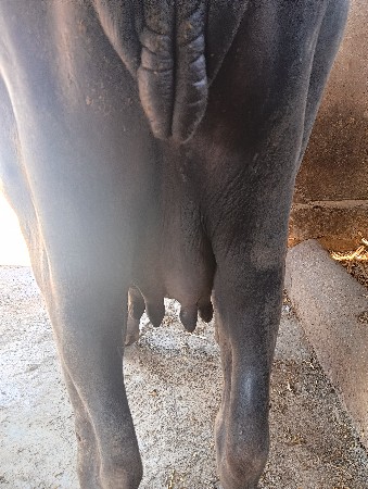 ભેંસ
