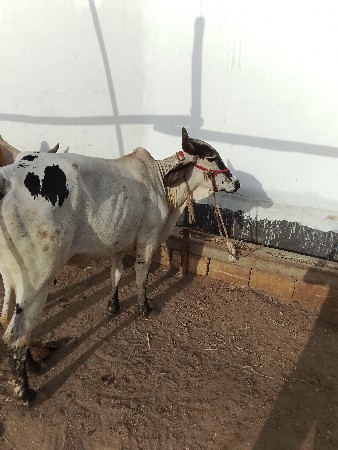 ગાય વેચવાની છે