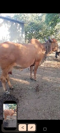 ગાય વેચવાની છે