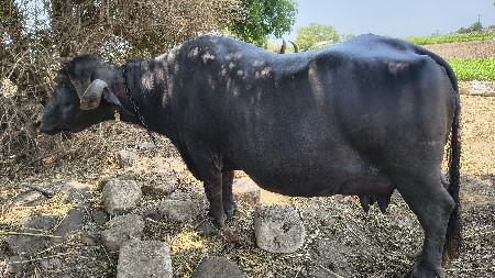 ભેંસ વેચવાની છે